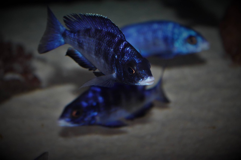 Placidochromis phenochilus 'Mdoka Reef'